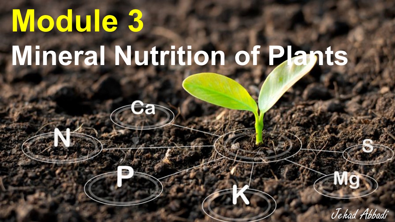 Plant Nutrition